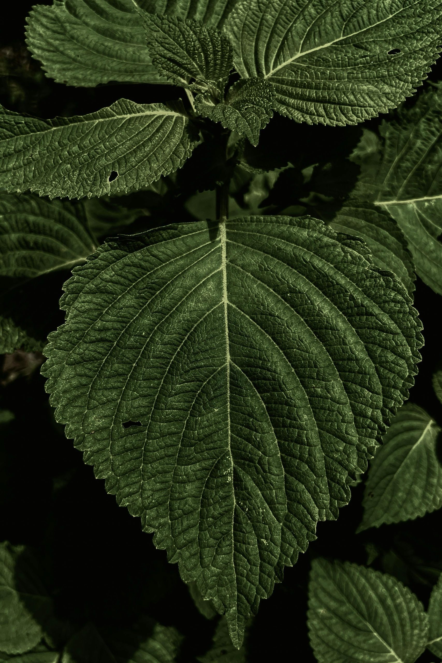 微信图片_20241225160226